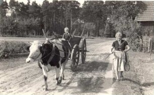 Ochsengespann auf der Straße in Mulkwitz : Wolacy zapřah na dróze w Mułkecach