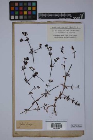 Galium uliginosum L.