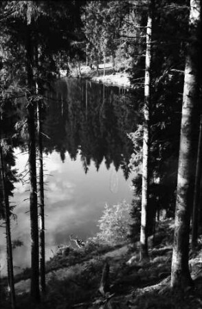 Schapbach: Glaswaldsee, Baumstämme und Spiegelung; etwas von oben