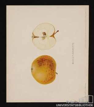 Nr. 11. Muscat-Reinette.
