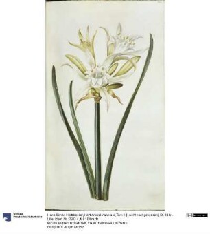 Horti Anckelmanniani, Tom. I [II nicht nachgewiesen], Bl. 104r - Lilie