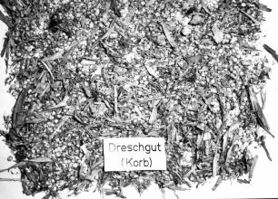 Mais-Dreschgut