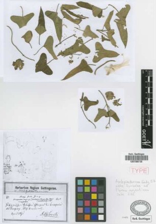 Araujia fusca Griseb. [syntype]