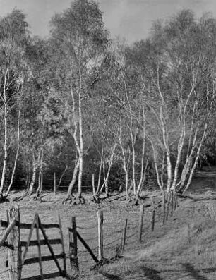 Landschaft mit Weide, Weidezaun und Birken
