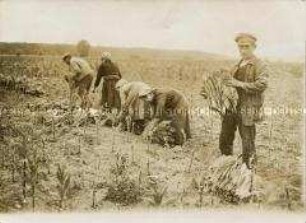 Tabakernte in der Uckermark