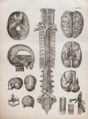 Die Venen des Gehirns, die Blutleiter des Schädels, die Venen und lymphatischen Gefässe an der Vorderseite des Rückgrats und die Häute und Arterien der Venen