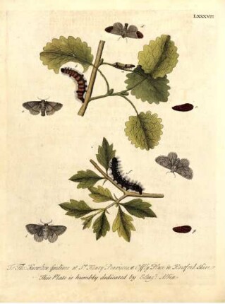 LXXXVIII.