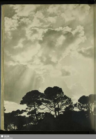 Aix en Provence: Mittelmeerpinien