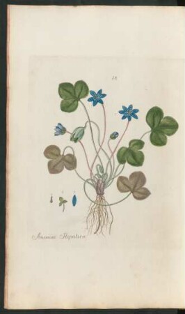 18. Anemone hepatica