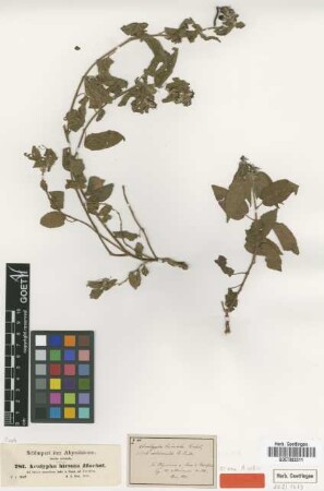 Acalypha hirsuta Hochst. ex A.Rich. [type]