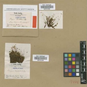 Bryum terebellum Hampe [isotype]