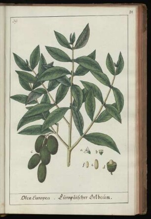 39. Olea Europea. Europaeischer Oelbaum