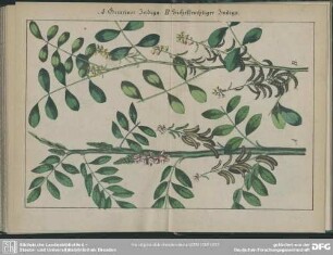 A. Gemeiner Indigo; B. Sichelfruchtiger Indigo