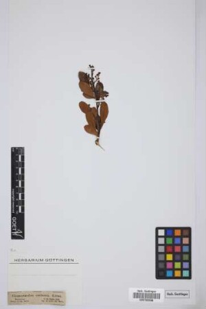 Chamaemeles coriacea Lindl.