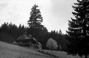 Schwarzwaldhof mit Blütenbaum in Blasiwald
