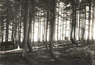 Landeskunde. Sachsen. Osterzgebirge. Wohl Herrenwald bei Glashütte. Durch Schneelast und Schneedruck oder Hangrutschung gebogene Fichten (Geotropismus)