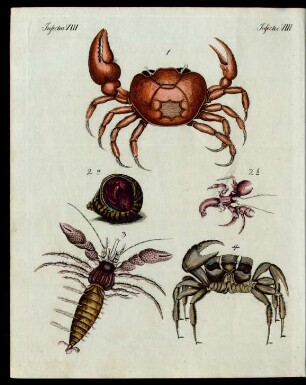 Merkwürdige Insecten.