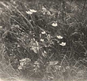 Sumpf-Herzblatt (Parnassia palustris), auch Studentenröschen