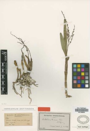 Amblostoma densum Rchb.f. [isotype]