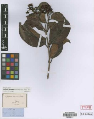 Syzygium assimile Thwaites