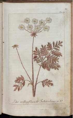 Tab. 12. Der rothgefleckte Schierling.