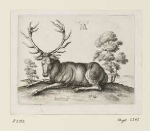 Liegender Hirsch nach links