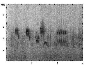 Rohrammer | Emberiza schoeniclus - Gesang