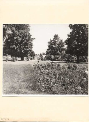 Bundesgartenschau 1955, Kassel: Blumenbeet mit Iris