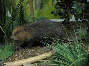 Kanadischer Biber, Castor canadensis