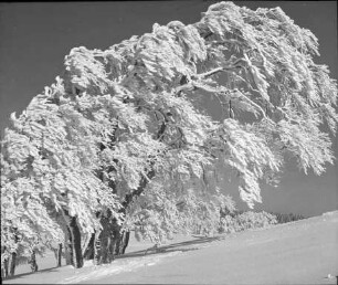 Buche an der Halde (Winter)