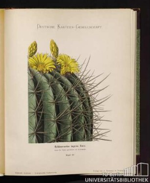 Echinocactus ingens Zuce.