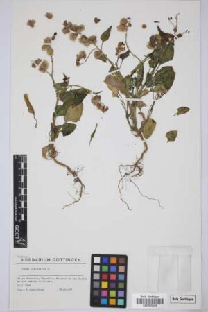 Rumex vesicarius L.