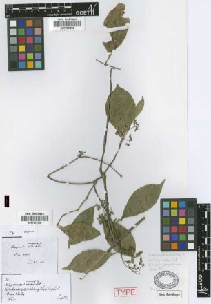 Hippocratea verrucosa Griseb., nom. illeg. [syntype]