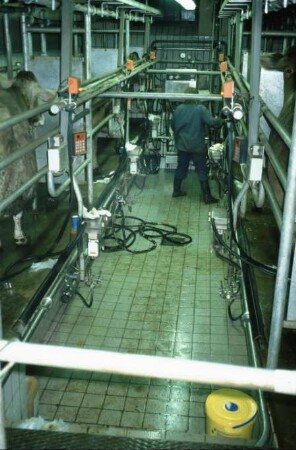 Fotografie: Melktechnik, Melkstand, Tandemmelkstand