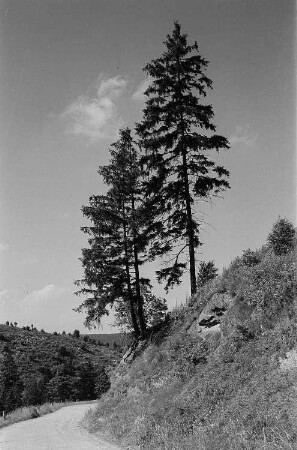 Landschaft im Harz