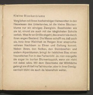 Kleine Glockenblume