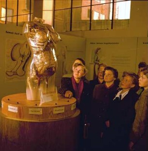 Besucher im Deutschen Hygiene-Museum Dresden am gläsernen Torso einer Schwangeren