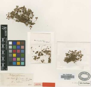 Oxalis clandestina Phil. [isotype]