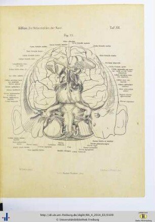 Fig. 15. Taf. XII.