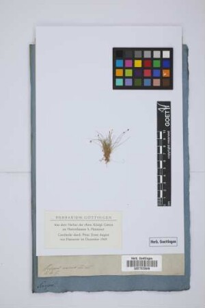 Scirpus nanus Poiret