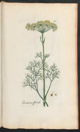 383. Peucedanum officinale