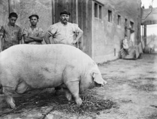 Erlau-Kleinmilkau, Stallarbeiter : Erlau-Kleinmilkau. Stallarbeiter mit Schwein auf dem Rittergutshof