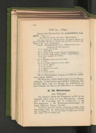 XI. Die Sinnesorgane.