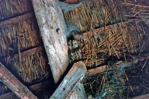 Nütschau: Schloßstraße 43: ehemalige Kornwassermühle: mit Reetdach: Innenansicht, Detailaufnahme: Waldkauz neben Sparren: Dachlatten, Reetlage