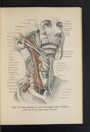 Tafel LVII. hals schräg von vorn. Unterkiefer entfernt. Gefäße u. nerven an der Seite des Pharynx.