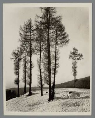 Lärchen im Winter