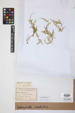 Selaginella cordifolia (Desv. ex Poir.) Spring