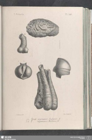 Pl. 348