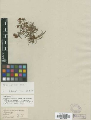 Polygonum