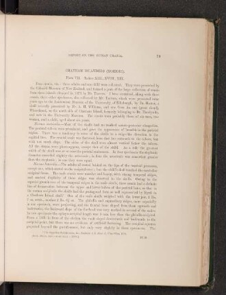 Chatham Islanders (Moriori). Plate VII. Tables XIII., XVIII., XIX.